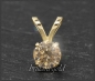 Preview: Brillant 585 Gold Anhänger, zart champ. 0,10-0,50ct